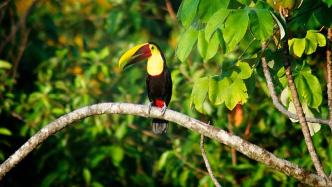toucan-dominical-costa-rica
