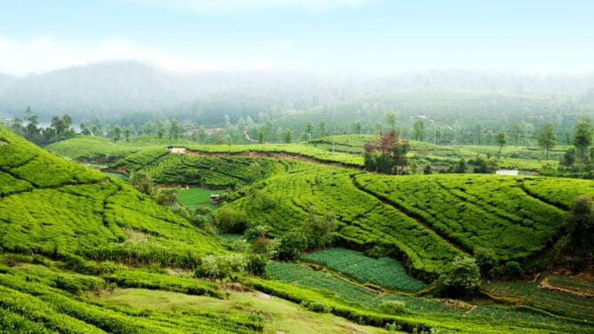 tea-plantation-nurawa-eliya-sri-lanka