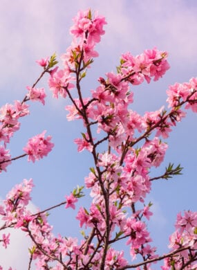 sakura-cherry-blossom-seoul