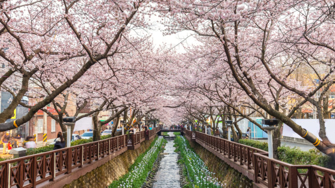 Cherry Blossoms in South Korea | Jacada Travel