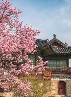 spring-cherry-blossom-seoul-south-korea