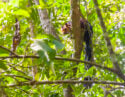 This shot was made in Periyar National Park and Wildlife Sanctuary or Periyar Tiger Reserve on January 2015. The Indian giant squirrel, or Malabar giant squirrel, in a tropical tree