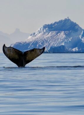 whale-antarctica