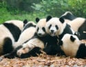 giant-panda-eating-bamboo-chengdu