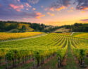 Barossa Valley Vineyard Sunset