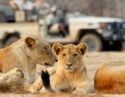 Madikwe Family Safari