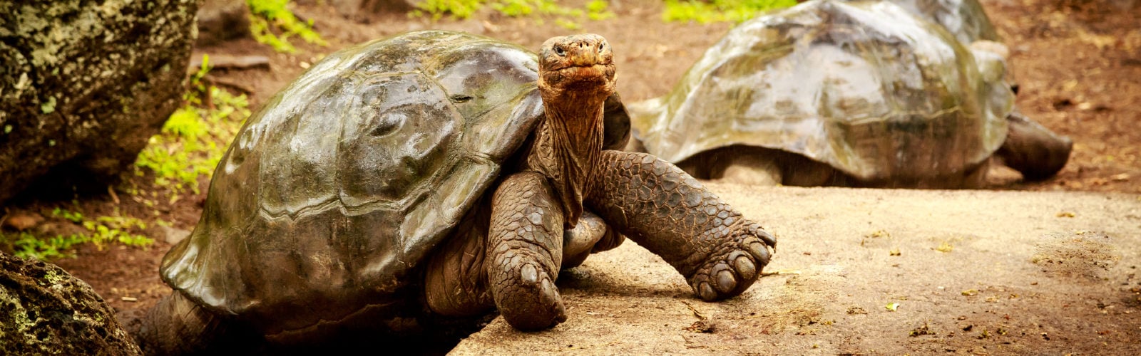 Luxury Galapagos Vacation | Jacada Travel