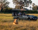 Game viewing on safari at Mombo