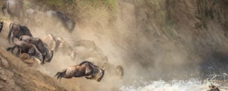 Wildebeest splash into the water during the great migration