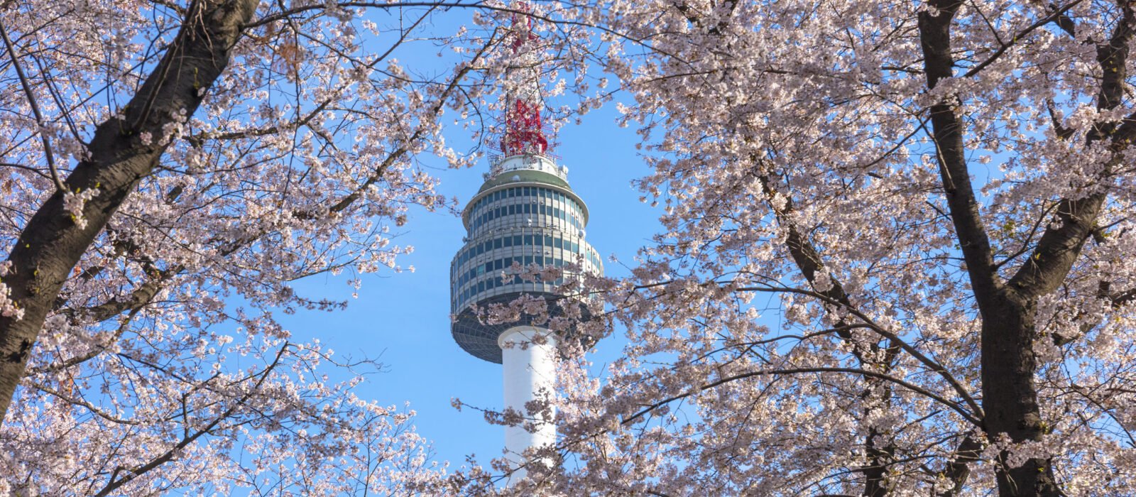 Spring cherry blossom framing the Seoul Tower in Seoul, South Korea