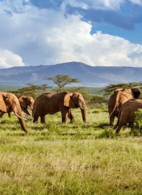 Heard of African elephants moving through an open grass plain