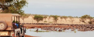 African Tanzania Safari trip wildlife watch tour - Herd of African wildebeest in golden grass meadow near river of Serengeti Grumeti reserve Savanna forest in evening during great migration