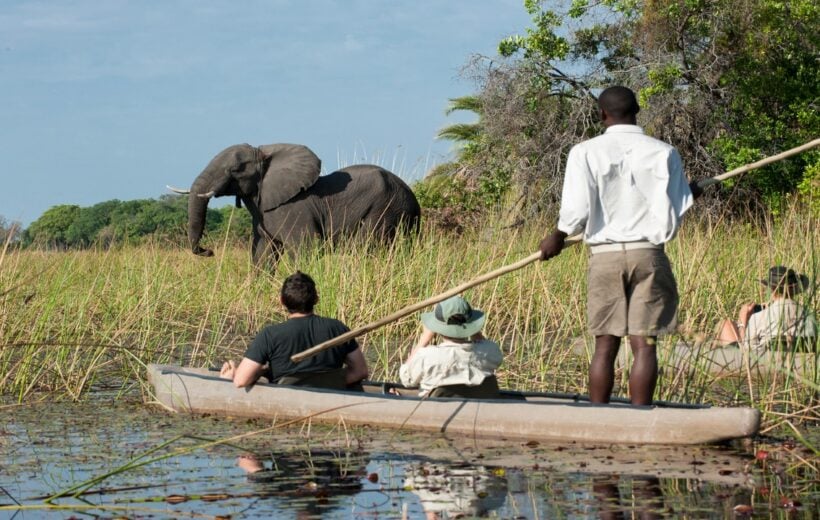 Mokoro and elephant in Okavango Delta