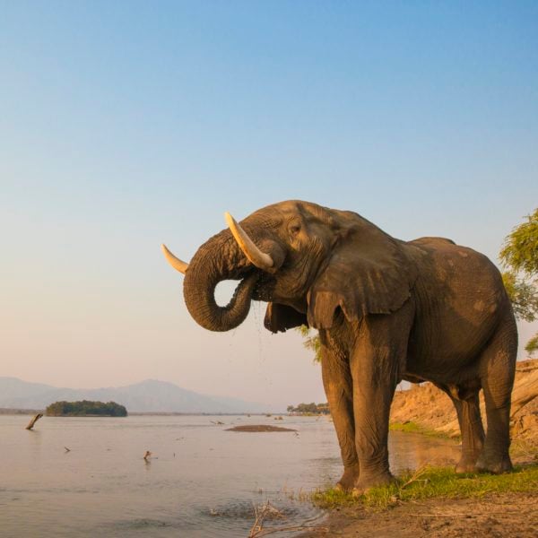 Elephant drinking from the Zambezi river in Zimbabwe