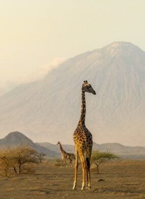 Giraffe in front of a mountain in Tanzania