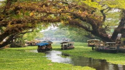 Houseboats on a river drifting under leaning tree branches in the Kerala backwaters, India