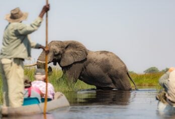 Tourists in mokoros observing an African elephant climb the bank of the Okavango Delta