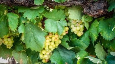 Close up on bunches of green grapes on a vine.