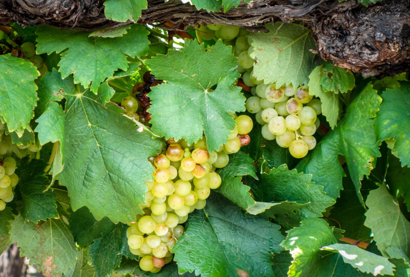 Close up on bunches of green grapes on a vine.