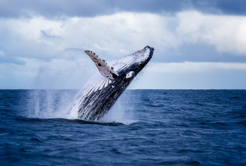 A humpback whale breaches off the coast of Australia.