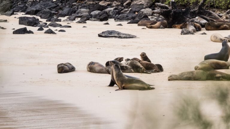 Sea lions lazing on the golden sands of Santa Fe in the Galapagos Islands, Ecuador