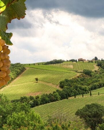 View of vineyards on hillsides with golden grapes in the foreground