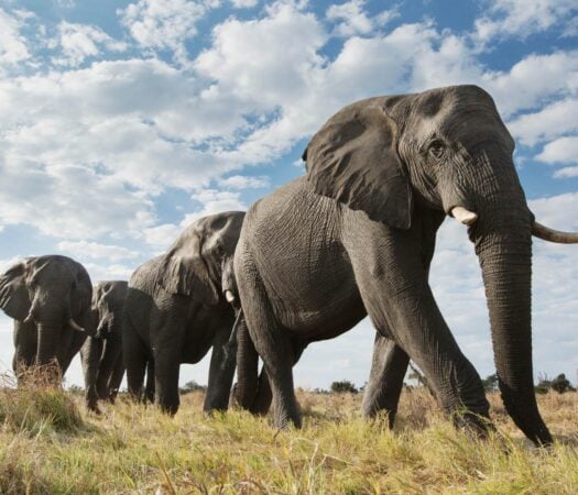 Elephants roaming through the grassy plains