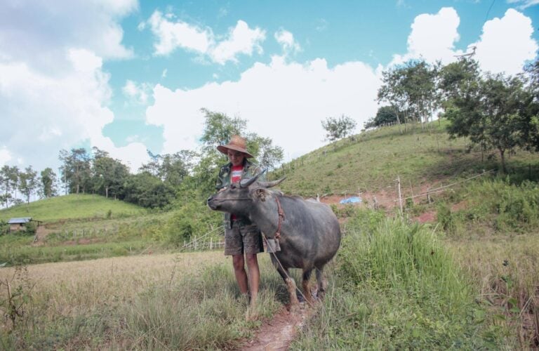 A person leading cattle through the countryside in Siem Reap