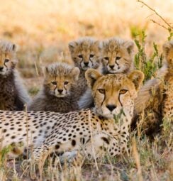 A cheetah family resting in the Serengeti