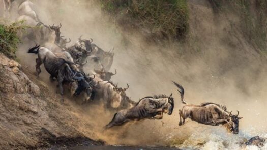 Wildebeest can be seen thundering into the river