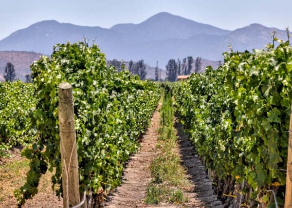 Rows of grape vines