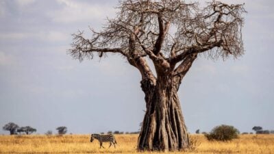 African Baobab tree, Tarangire National Park Tanzania