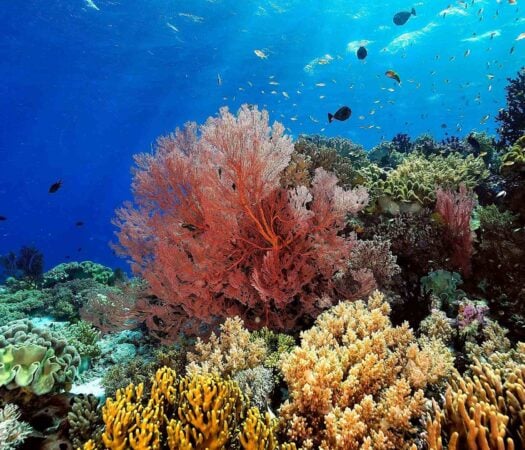 Healthy Coral Reef