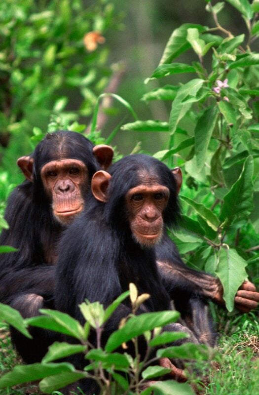 Two chimpanzees seated on the ground of the dense green jungle of the Mahale Mountains, Tanzania