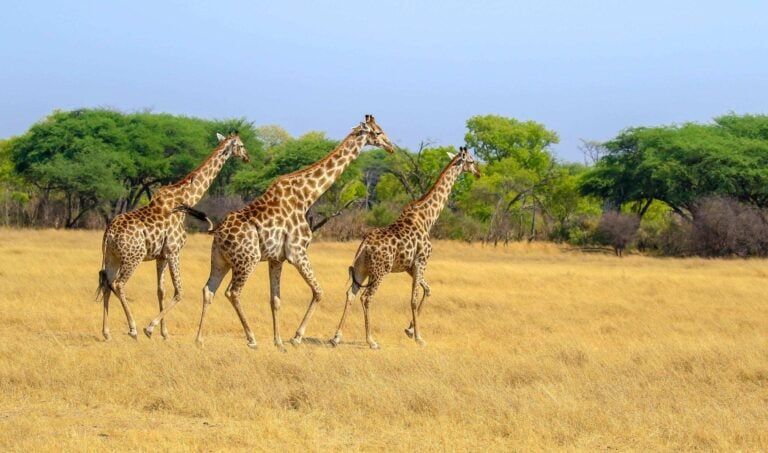 Three giraffes on plain in Hwange National Park