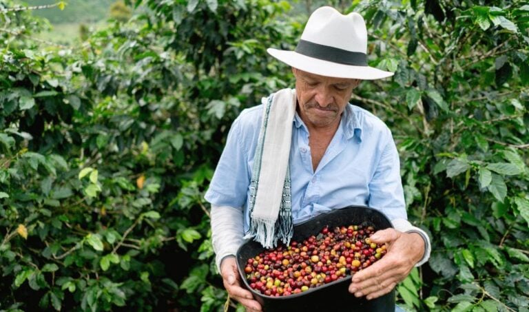 Man collecting coffee beans at a farm