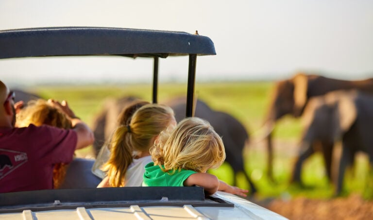 Blonde haired children watching African elephants from roof of a safari car.