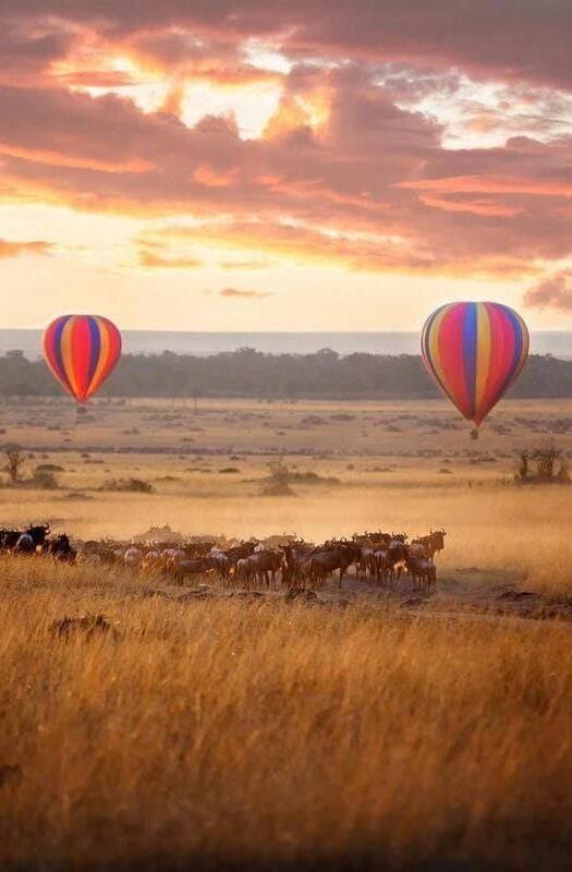 hot air balloons over the Masaai Mara