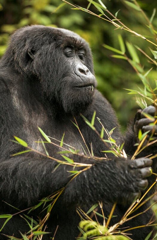 Gorilla trekking at Wilderness Bisate