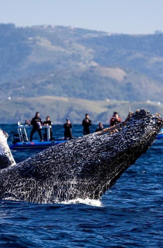 Whale watching in South Africa on the Whale Coast