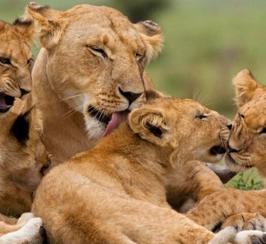 An adult lioness grooms her cubs