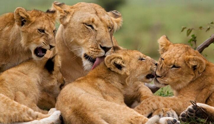 An adult lioness grooms her cubs