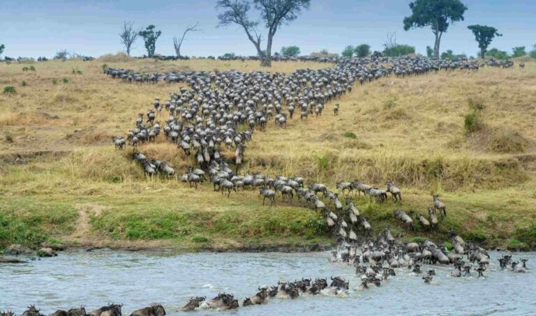 Great Migration Serengeti National Park