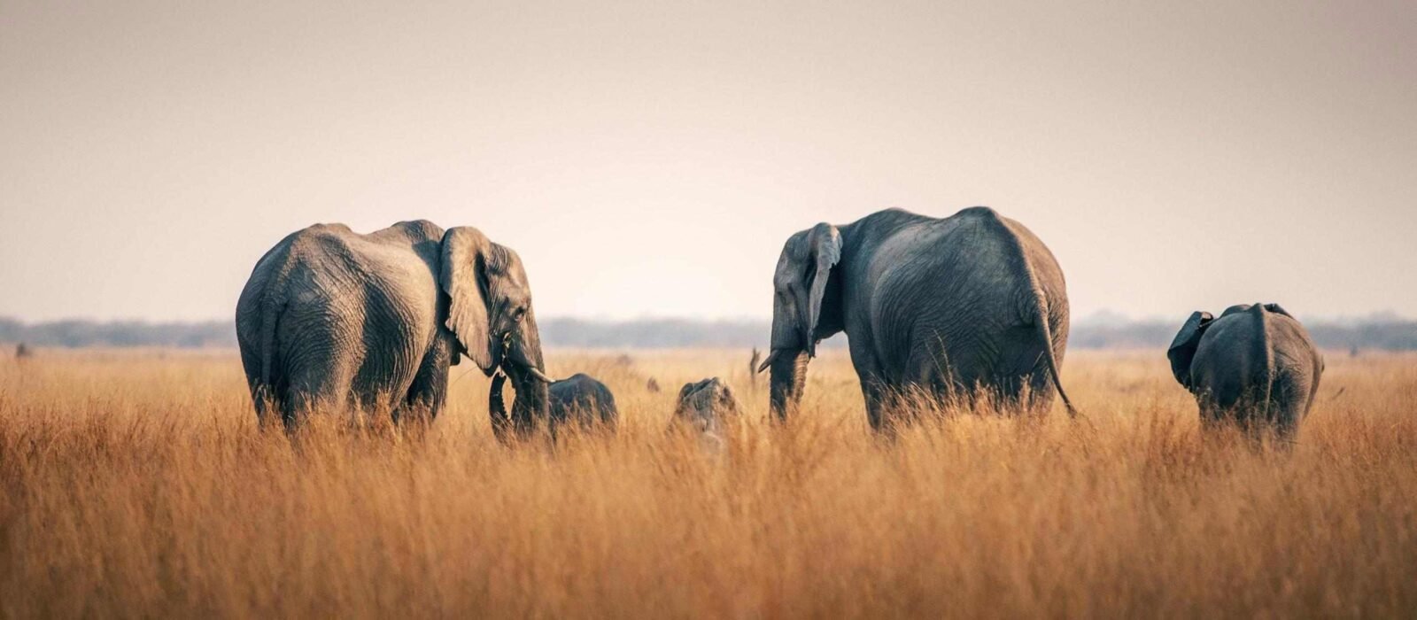 A heard of elephants in the tall grasses of Chobe National Park, Botswana.