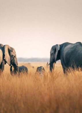 A heard of elephants in the tall grasses of Chobe National Park, Botswana.