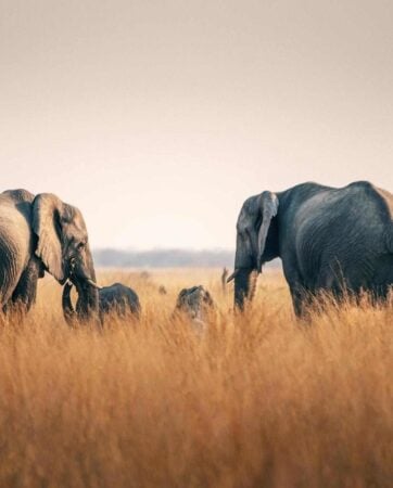 A heard of elephants in the tall grasses of Chobe National Park, Botswana.