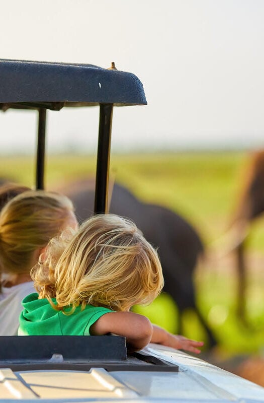 Blonde haired children watching African elephants from roof of a safari car.