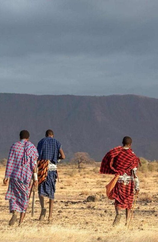 A small group of Maasai warriors in traditional dress walking through the savannah of the Maasai mara, Kenya.