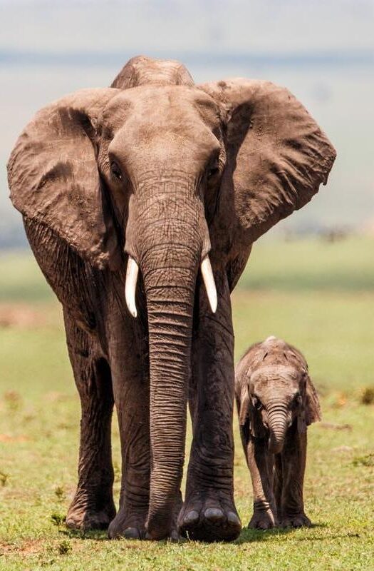 An elephant mother with calf walking on the plains of the Masai Mara National Park, Kenya.