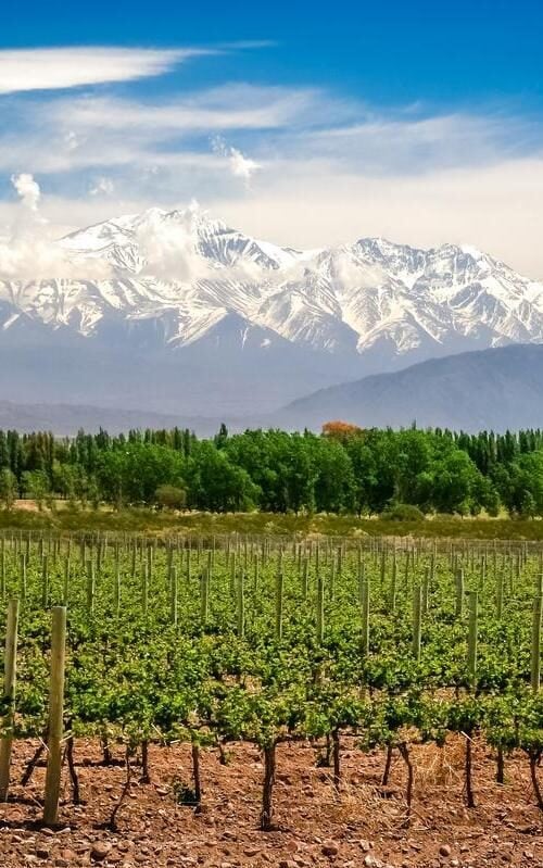 Vineyard near Mendoza